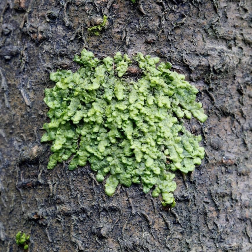  liverworts growing