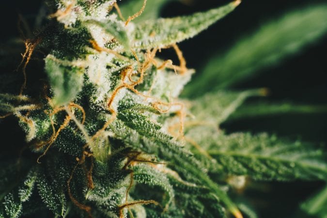 cannabis, buds, research, pesticides, CBD, THC, medical cannabis, recreational cannabis, legalization, Canada, agriculture, USA
