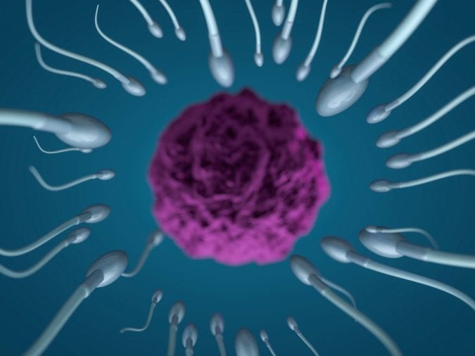 cannabis, fertility, CB1 receptor, CB2 receptors, CBD, THC, cannabinoids, endocannabinoid system, men, women, research