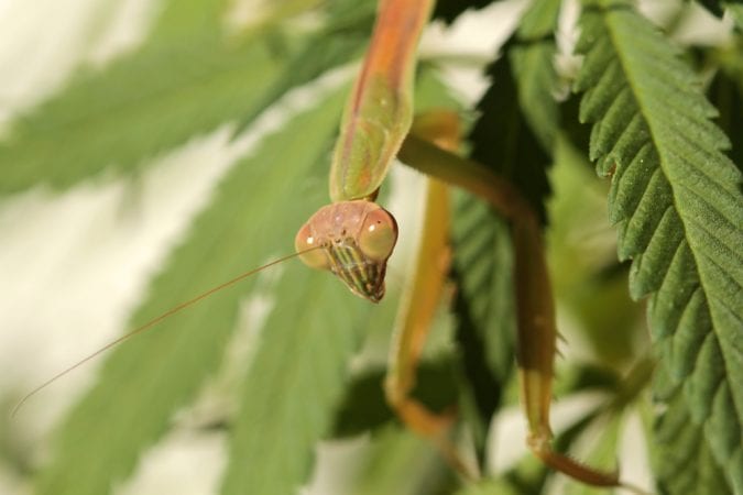 cannabis, pests, pesticides, USA, legalization, research, lab testing, toxins, health risks, medical cannabis