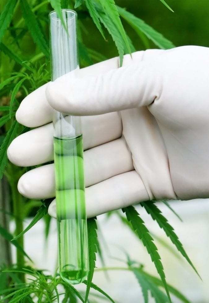 cannabis, lab testing, cannabis testing, pesticides, medical cannabis, recreational cannabis, legalization, USA, grow ops, regulation