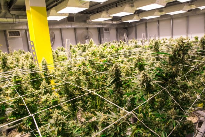 cannabis, research, grow ops, agriculture. pesticides, USA, legalization, Colorado, Canada, medical cannabis, recreational cannabis