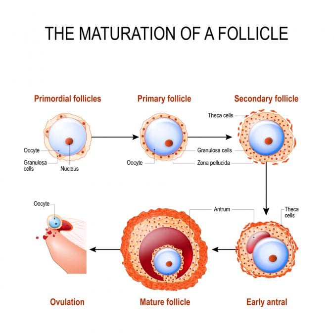 cannabis, CBD, THC, cannabinoids, endocannabinoid systems, fertility, women, men, research, follicular maturation, ovulation