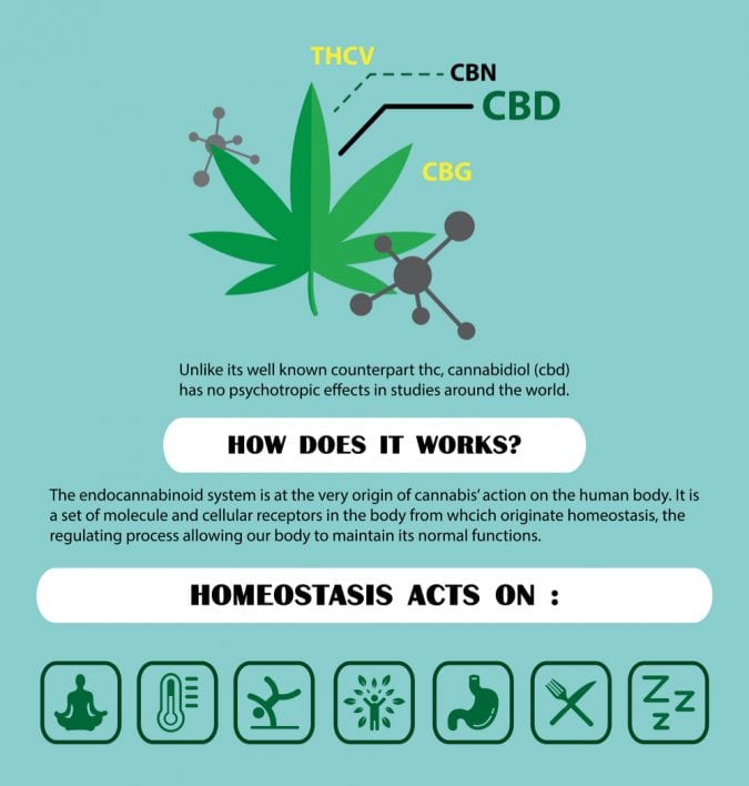 cannabis, CBD, THC, homeostasis, cannabinoids, synthetic cannabinoids, supplements, nutrients, disease, marinol, legalization