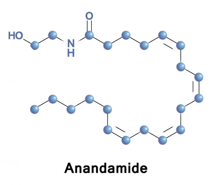 cannabis, cannabinoids, CB receptors, CB1, CB2, GPR55, endocannabinoid system, anandamide, endocannabinoids, neurotransmitters, inflammation, medical cannabis, research