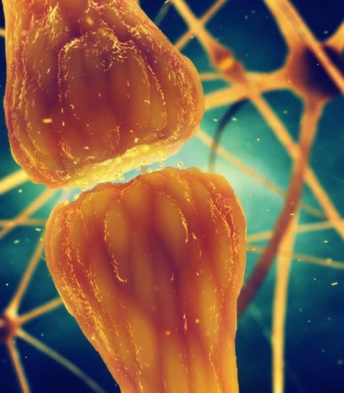 Four Types of Cannabinoid Receptors And How They Work
