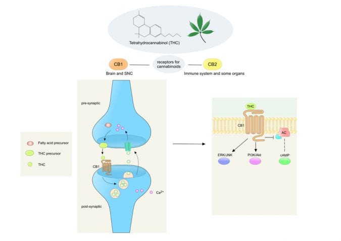 cannabis, cannabinoids, CB1 receptors, THC, CBD, neurotransmitters, neurons, medical cannabis, research, legalization, Canada, USA