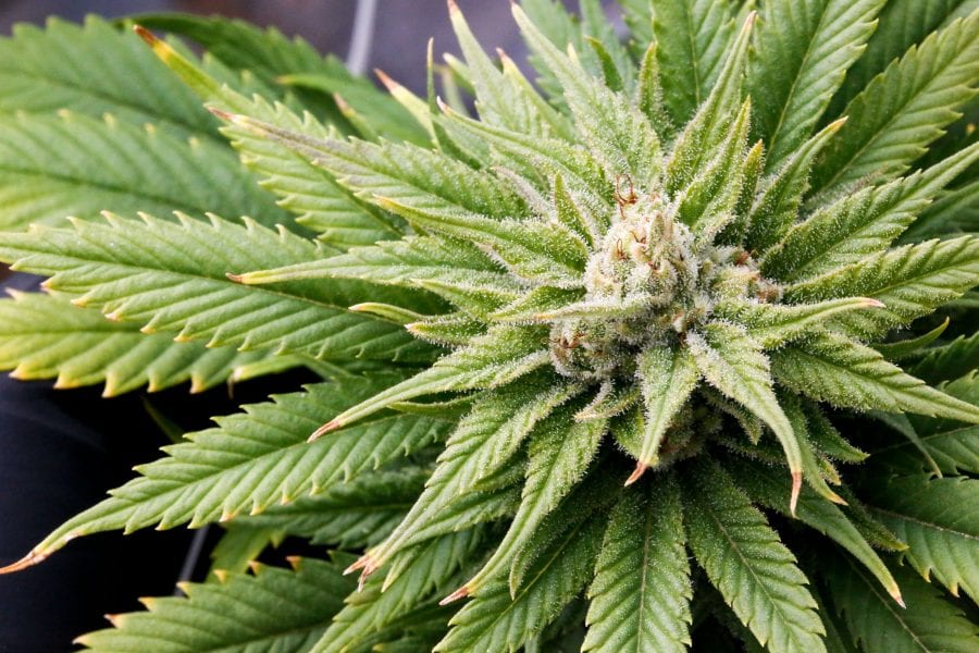 Close up of Avidekel cannabis plant from Tikun Olam