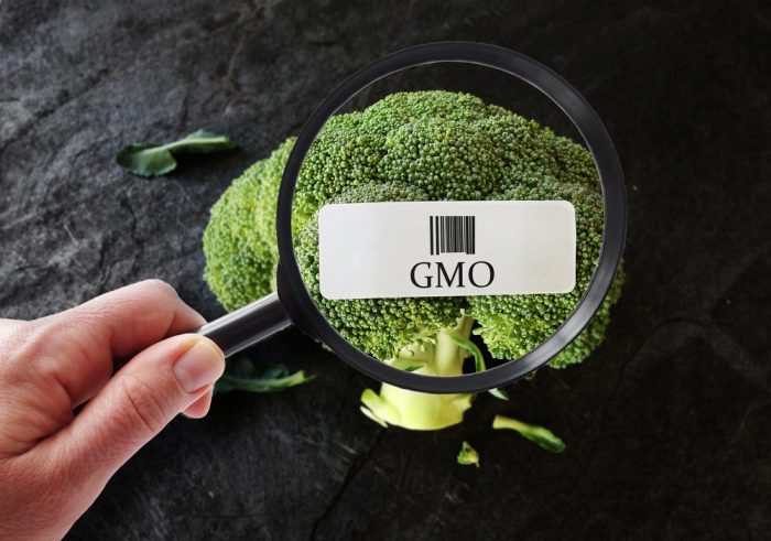 GMO cannabis under magnifying glass