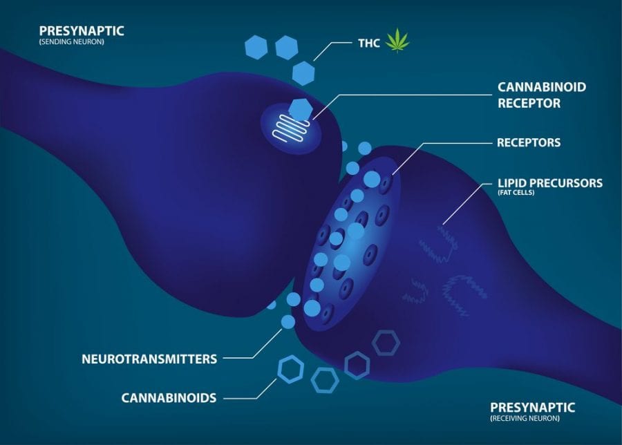 Animation showing how THC binds to CB recptors