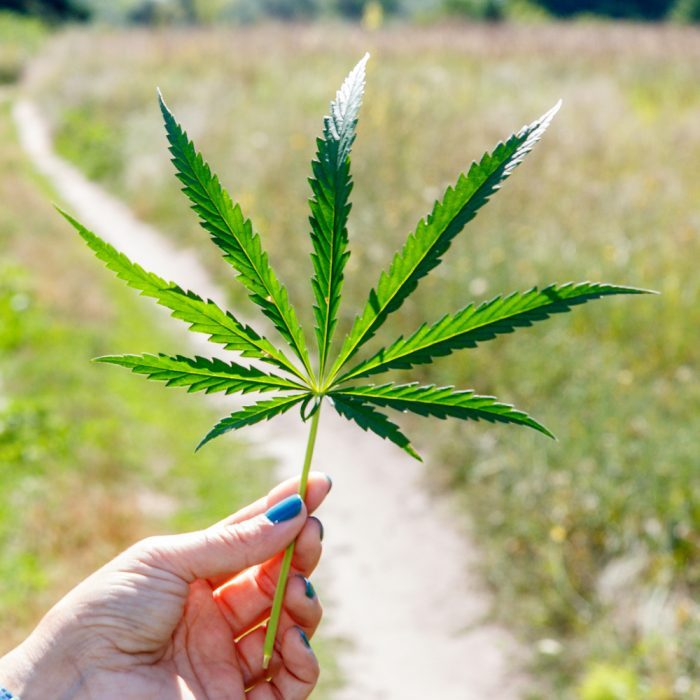 hand holding cannabis leaf