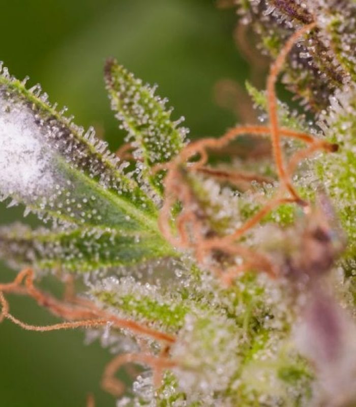 Mold on Cannabis: The Dangers of Contaminated Cannabis