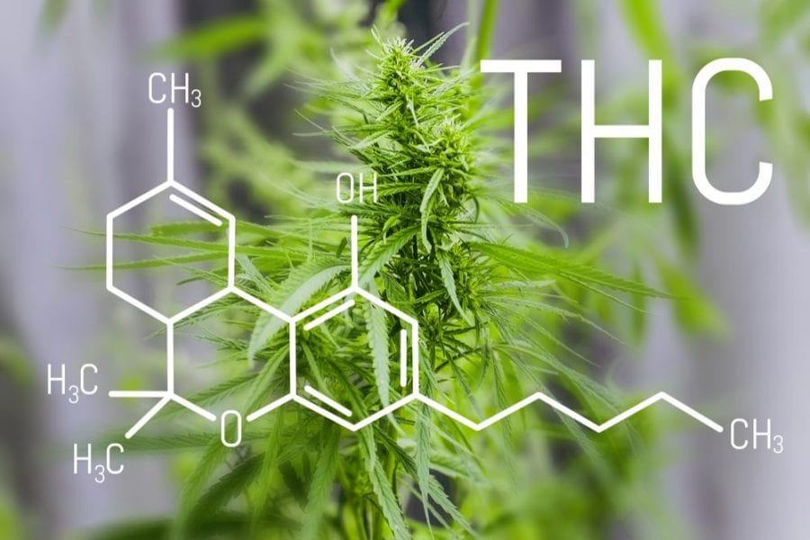 trofoblasti, placenta, anandamide, CB1, CB2, cannabis, cannabis medica, cannabis ricreativa, gravidanza, prenatale, CBD, THC, anandamide