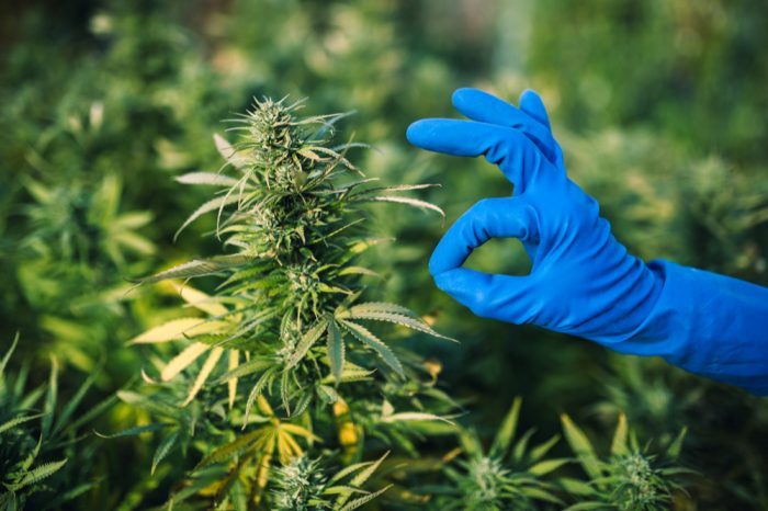 scientist's glove giving okay by cannabis plant