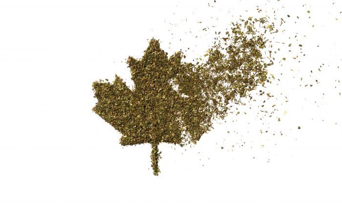 canadian maple leaf made of buds