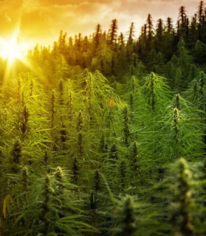 Phytoremediation: Can Hemp Clean Up Our Mess?