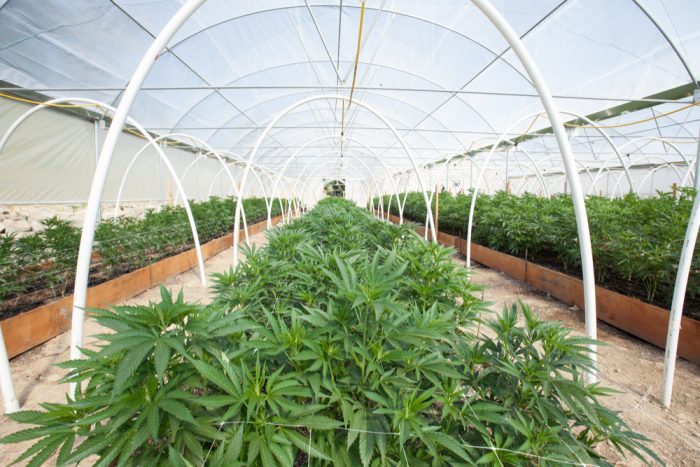greenhouse cannabis grow commercial sensimilla