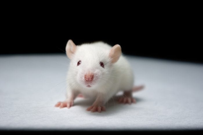 lab mouse for trisomy 21