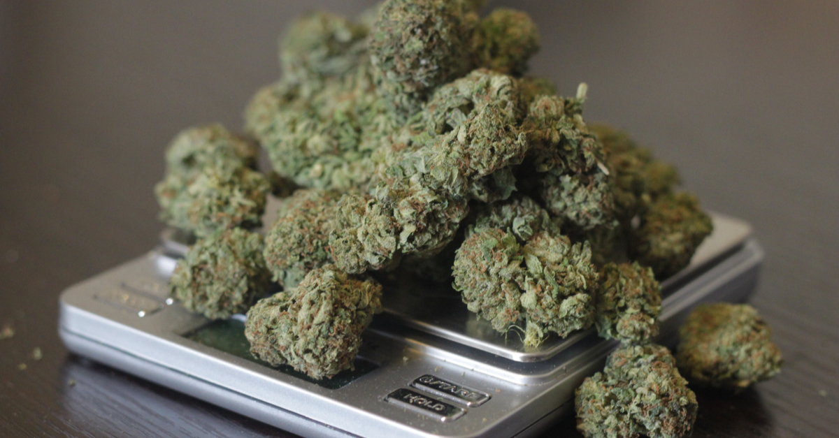 Ounce of cannabis bud sitting on a scale.