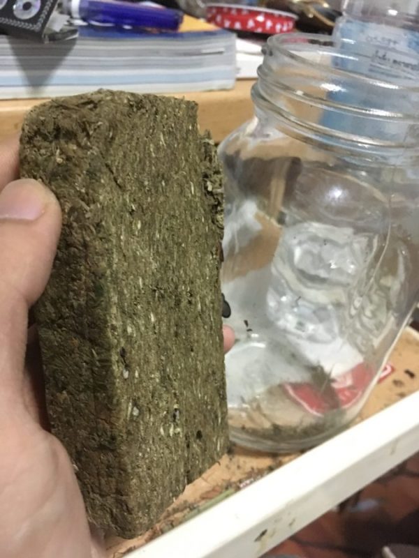 brick weed held up by hand