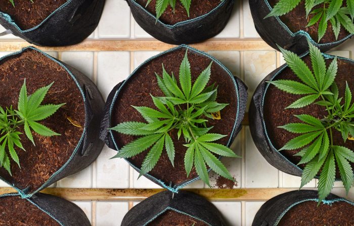 cannabis, home grow, medical cannabis, raw cannabis, recreational cannabis, cultivation, indoor grow, outdoor grow