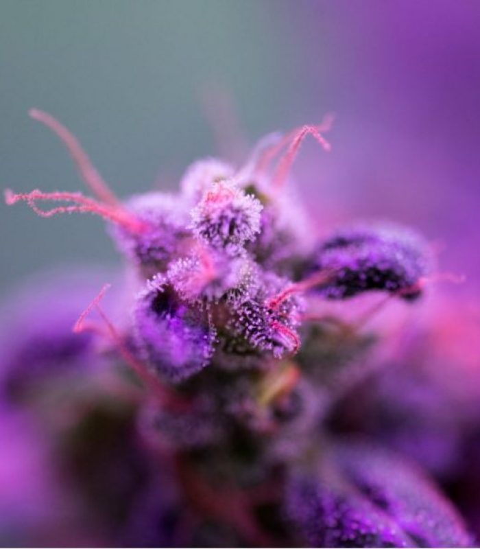 Minor Cannabinoids Have Major Role in Cannabis Medicine