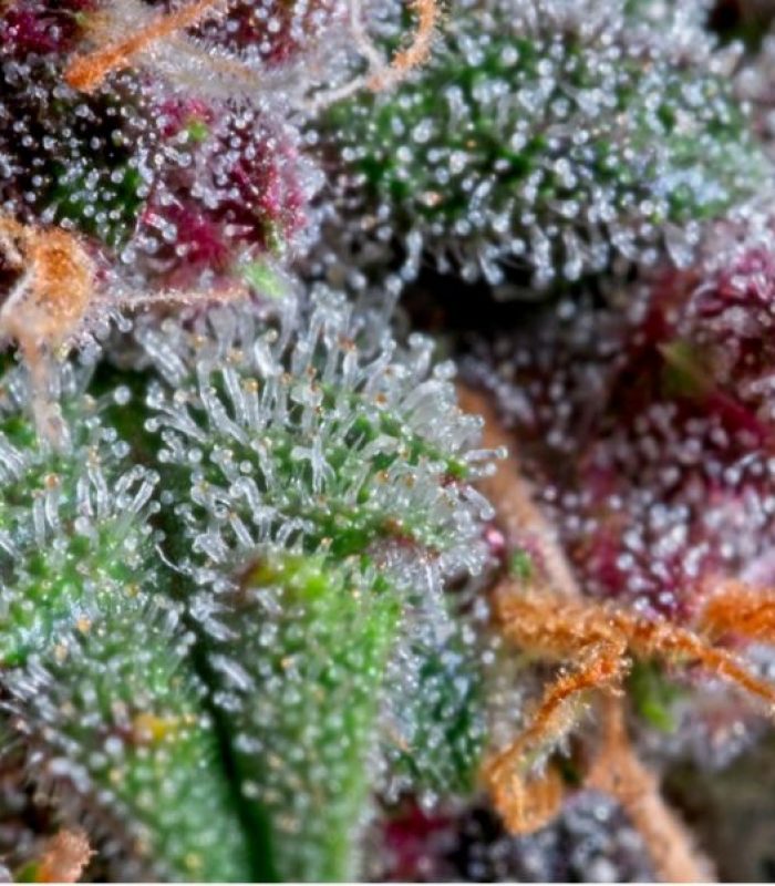 Trichomes: Why Are These Important?