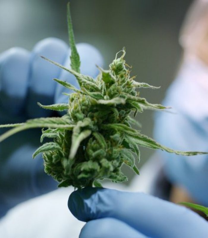 The Cannabis Research That Should Be Front Page News