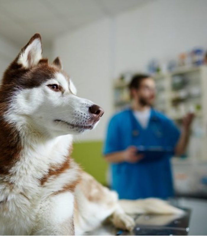 Veterinarians Say Yes To Some Cannabis Products for Pets