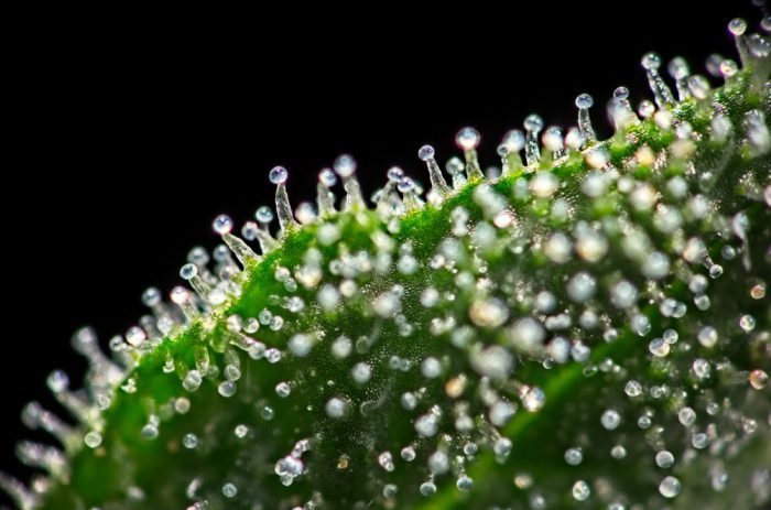 trichomes, cannabinoids, terpenes, flavonoids, potency, THC, medical cannabis, medicine, cannabis, weed, pot, harvest, amber