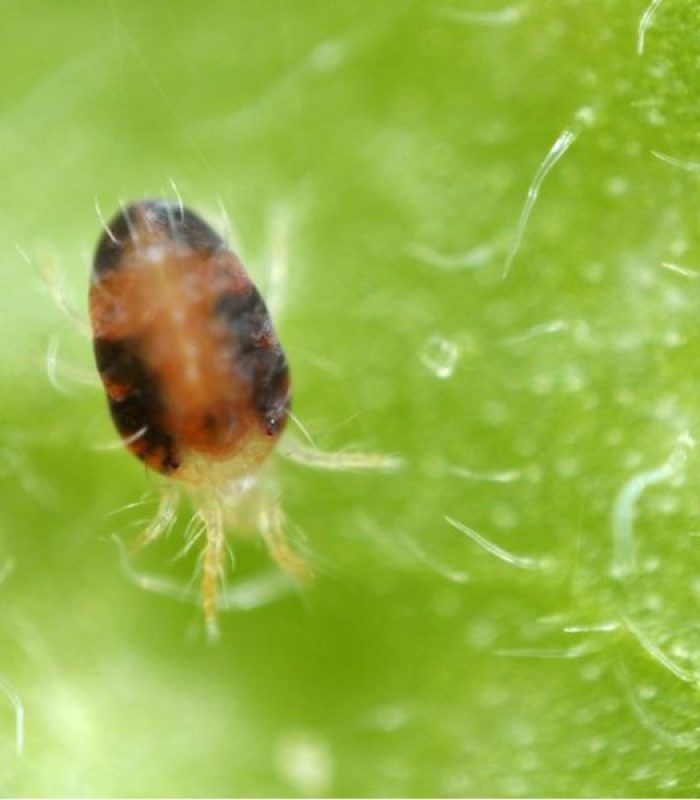 How To Naturally Kill Spider Mites and Other Pests