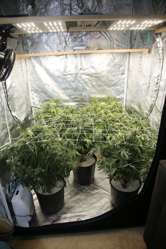 cannabis, cannabis seeds, soil, fertilizer, grow ops, home grow, seeds, cannabis strains, indoor grow, grow tents, lighting, ventilation