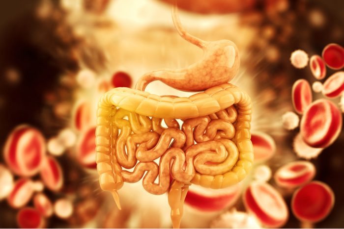 gut bacteria which can be in your genes is represented