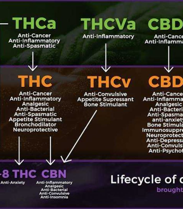 How Many Cannabinoids Are There In The Cannabis Plant?