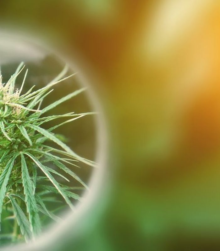 Cannabinoids Vs Terpenes: What is the Medicinal Difference?