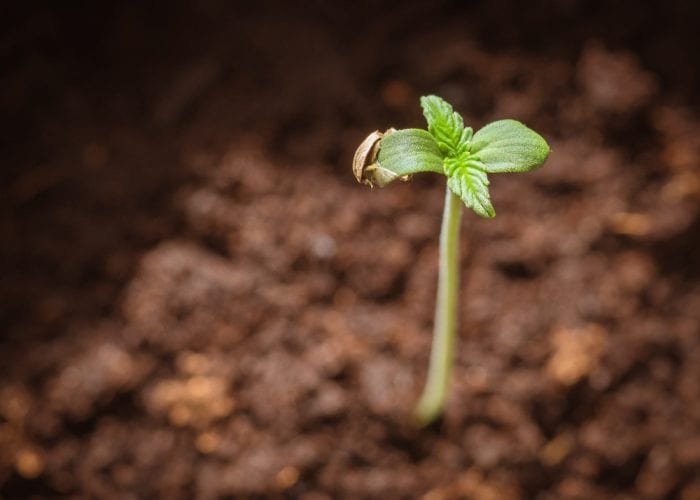 cannabis, autoflower, autoflower seeds, feminized seeds, cannabis seeds, cannabis sprout, sprouts, cultivators, home grow