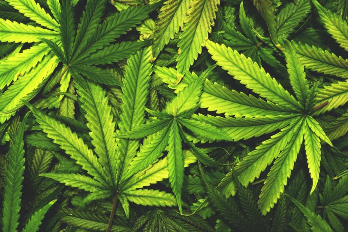 How Can You Use Cannabis Leaves?