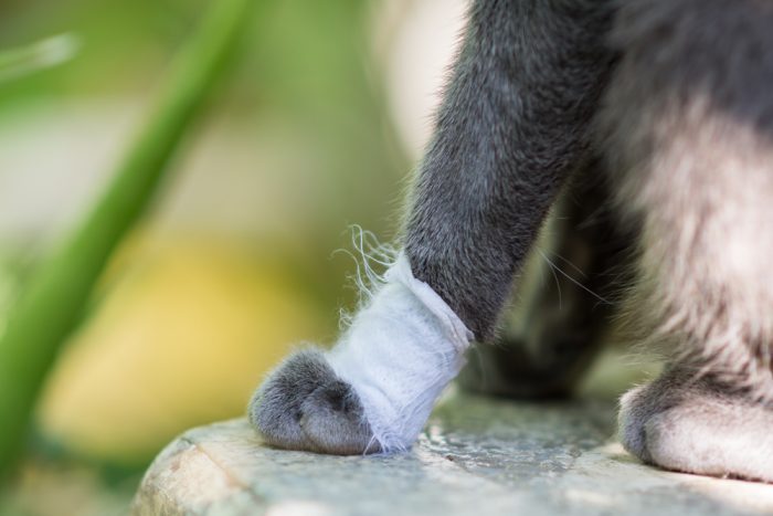 CBD for cats in pain represented by cat with one leg wrapped
