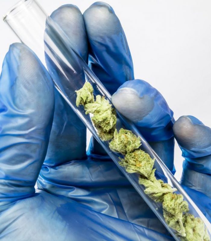 Who’s Blocking Access To Cannabis Research?