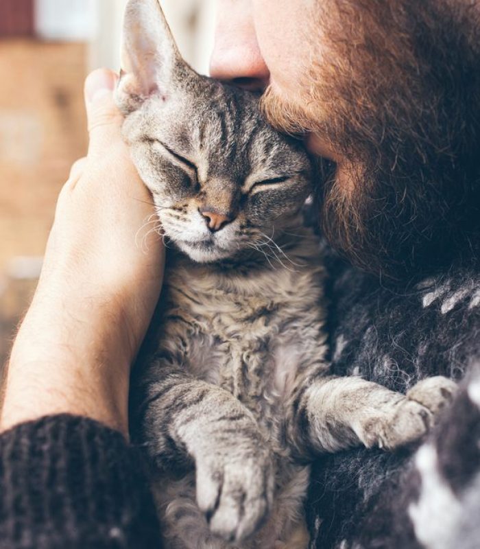 CBD For Cats Is Trending But Is It Safe?