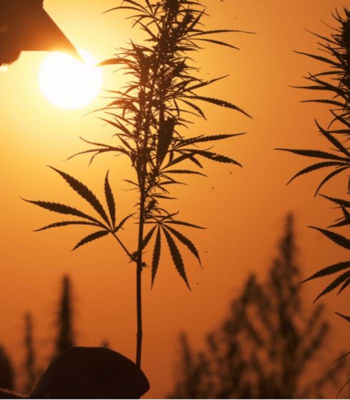 Fields of Hemp Are Completely Destroyed For 'Running Hot'