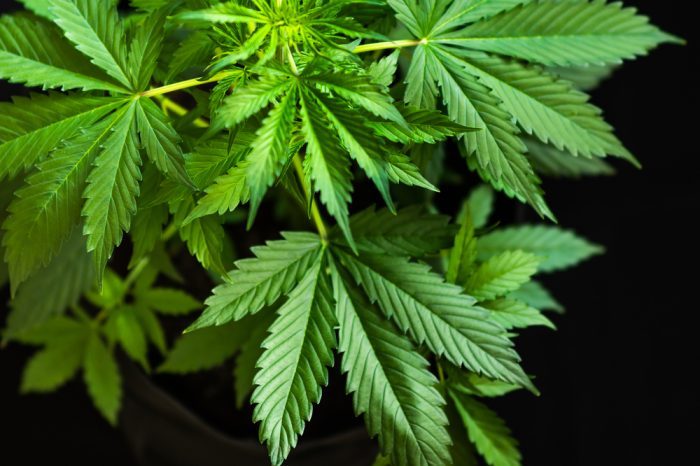 healthy innocent looking cannabis plant