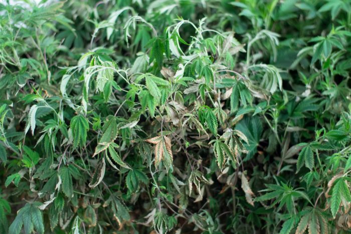 cannabis deficiencies represented by dying cannabis leaves