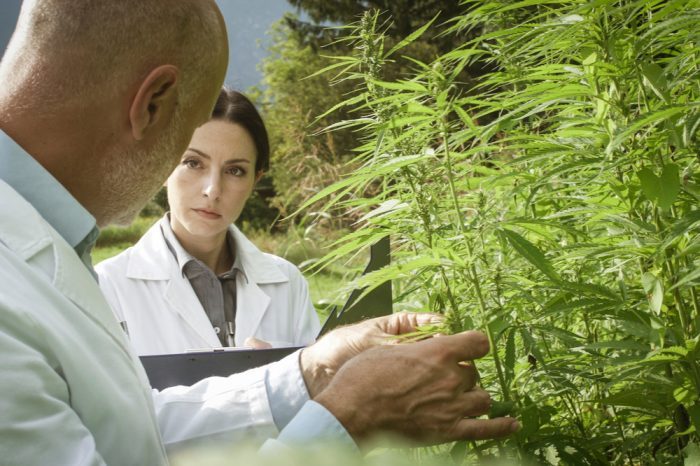 scientists examining cannabis plants