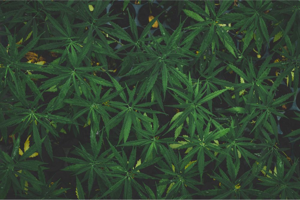 cannabis sativa growing 