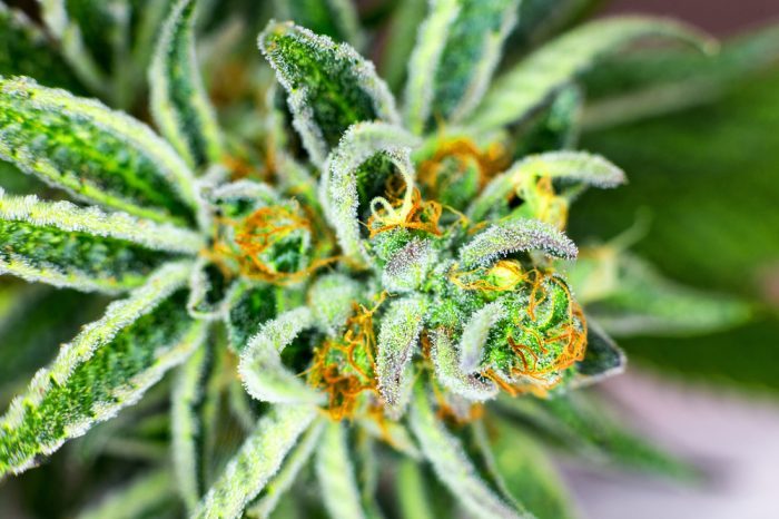terpene laden cannabis plant