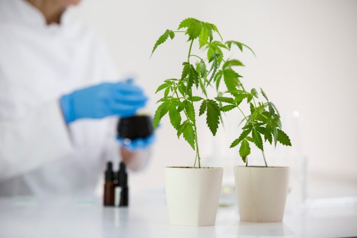 cannabis plants ready for lab testing