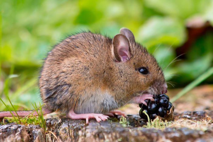 mouse eating blackberries