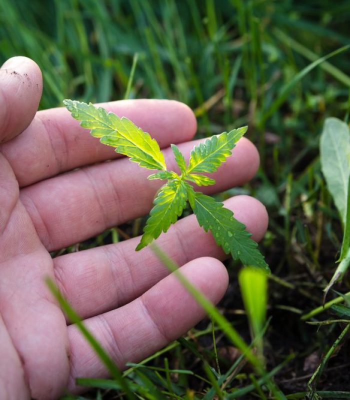 Avoid Nutrient Deficiencies in Your Cannabis Plants
