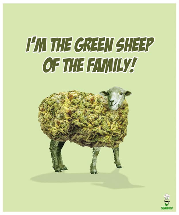 Green sheep of the family shirt
